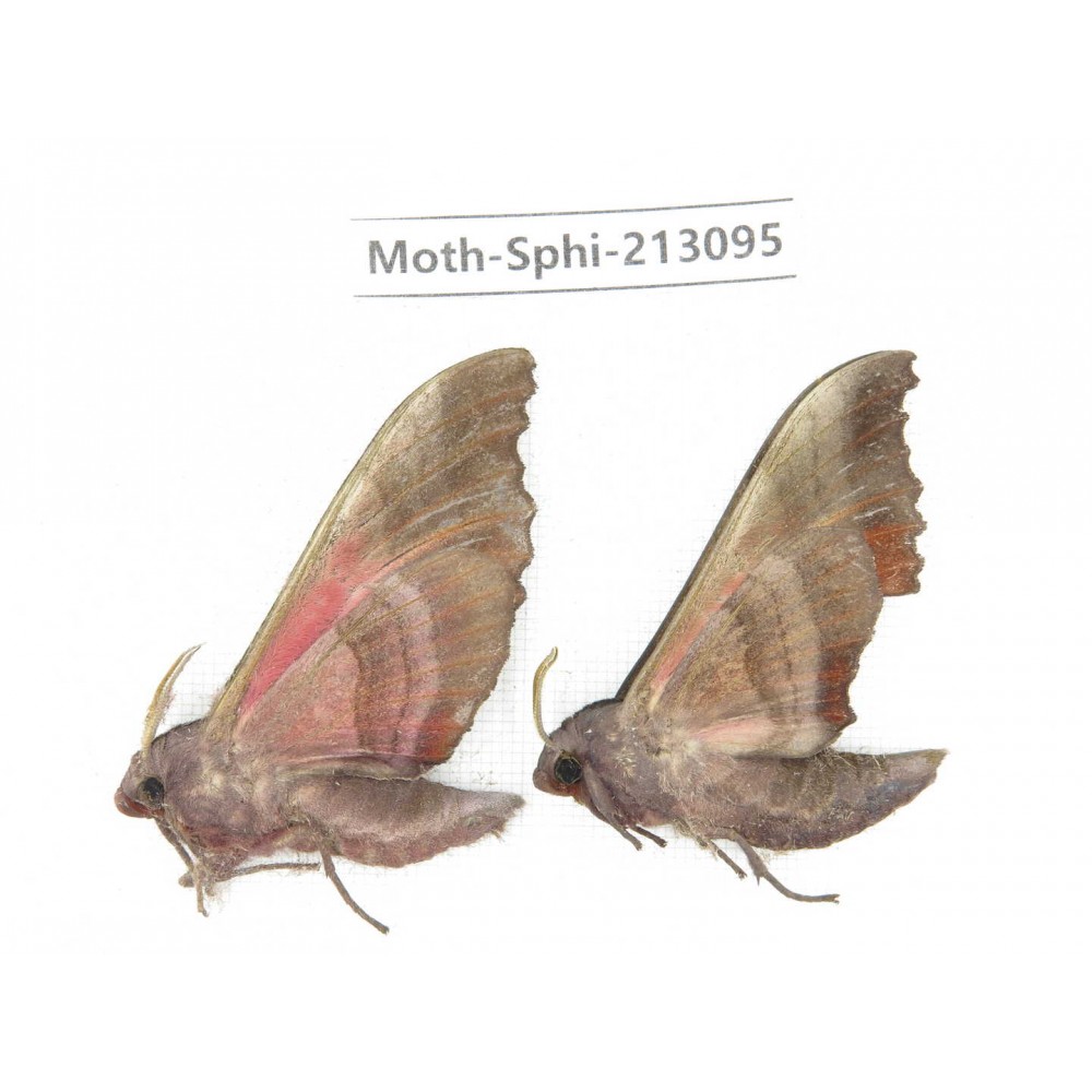 Sphingidae sp. China, Yunnan, Zhaotong area, Yiliang county. 2Pcs. Moth-Sphi-213095.
