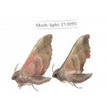 Sphingidae sp. China, Yunnan, Zhaotong area, Yiliang county. 2Pcs. Moth-Sphi-213095.