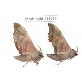 Sphingidae sp. China, Yunnan, Zhaotong area, Yiliang county. 2Pcs. Moth-Sphi-213095.