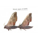 Sphingidae sp. China, Yunnan, Zhaotong area, Yiliang county. 2Pcs. Moth-Sphi-213096.