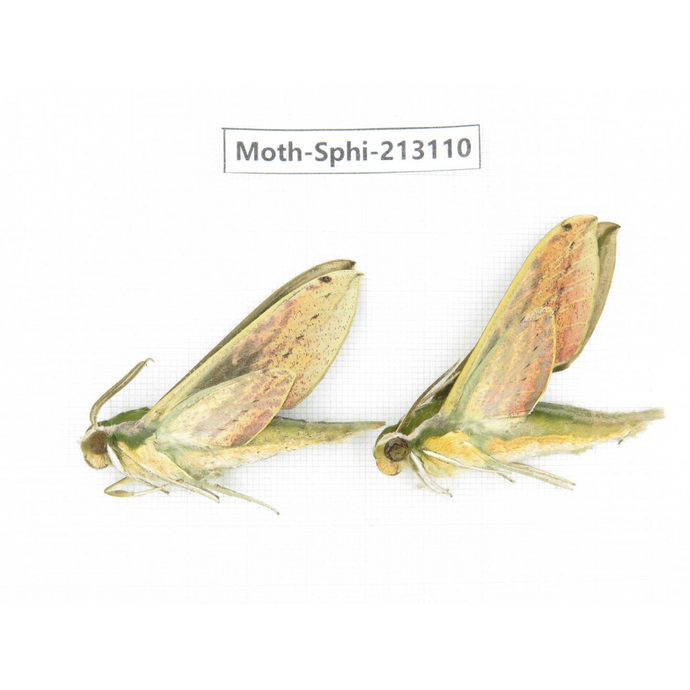 Sphingidae sp. China, Yunnan, Zhaotong area, Yiliang county. 2Pcs. Moth-Sphi-213110.