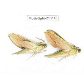 Sphingidae sp. China, Yunnan, Zhaotong area, Yiliang county. 2Pcs. Moth-Sphi-213110.