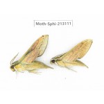 Sphingidae sp. China, Yunnan, Zhaotong area, Yiliang county. 2Pcs. Moth-Sphi-213111.