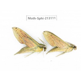 Sphingidae sp. China, Yunnan, Zhaotong area, Yiliang county. 2Pcs. Moth-Sphi-213111.