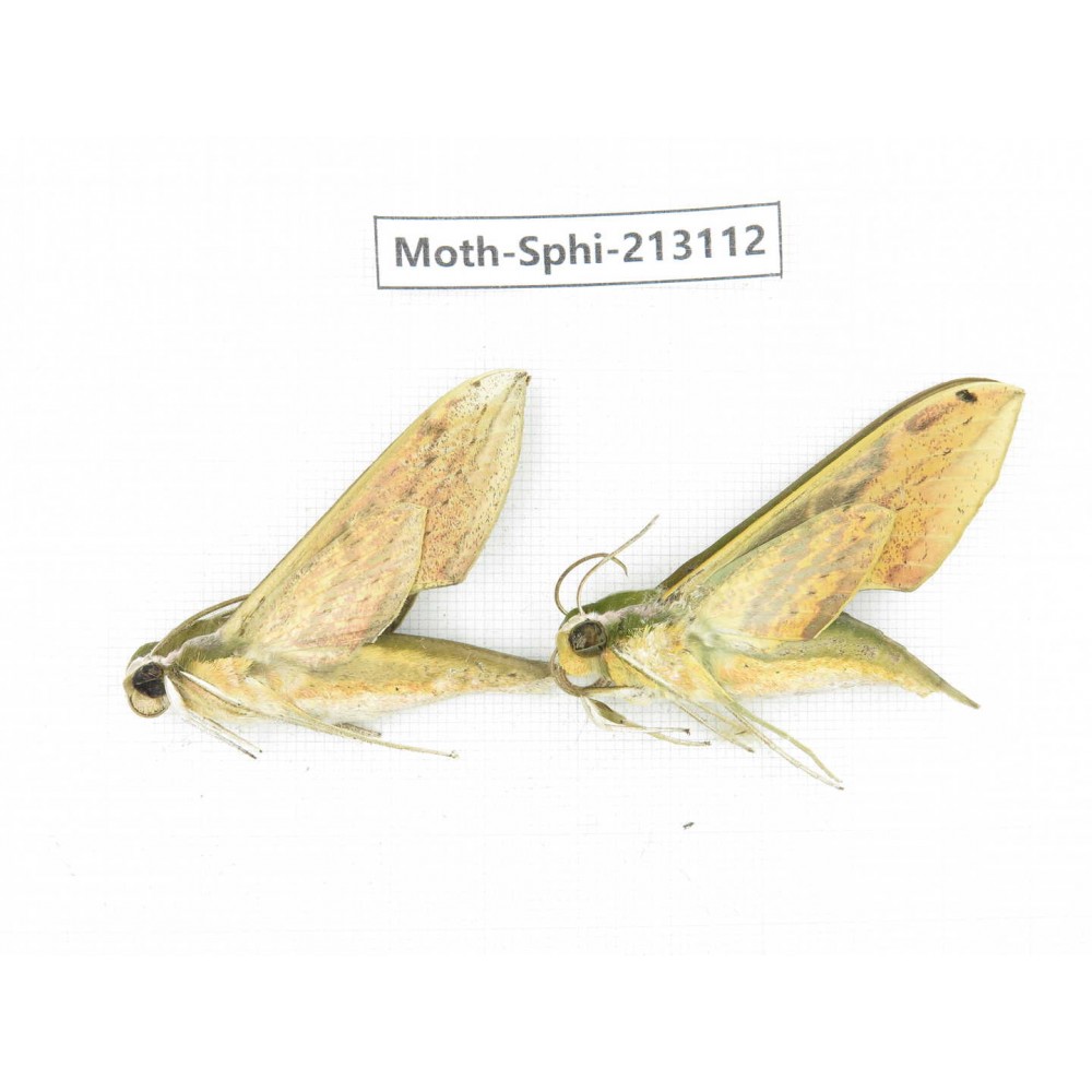 Sphingidae sp. China, Yunnan, Zhaotong area, Yiliang county. 2Pcs. Moth-Sphi-213112.