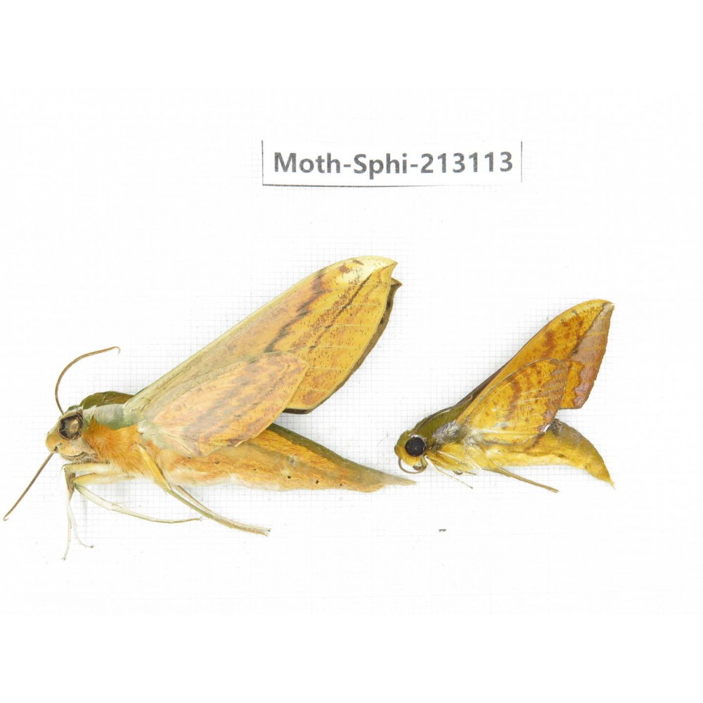 Sphingidae sp. China, Yunnan, Zhaotong area, Yiliang county. 2Pcs. Moth-Sphi-213113.