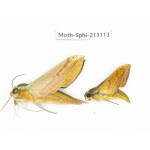 Sphingidae sp. China, Yunnan, Zhaotong area, Yiliang county. 2Pcs. Moth-Sphi-213113.