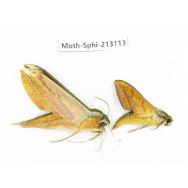 Sphingidae sp. China, Yunnan, Zhaotong area, Yiliang county. 2Pcs. Moth-Sphi-213113.