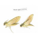 Sphingidae sp. China, Yunnan, Zhaotong area, Yiliang county. 2Pcs. Moth-Sphi-213114.