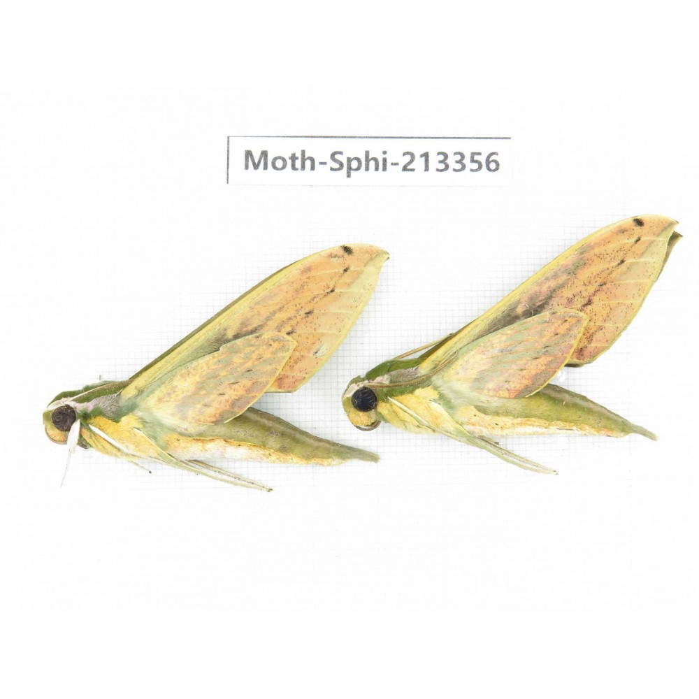 Sphingidae sp. China, Yunnan, Zhaotong area, Yiliang county. 2Pcs. Moth-Sphi-213356.