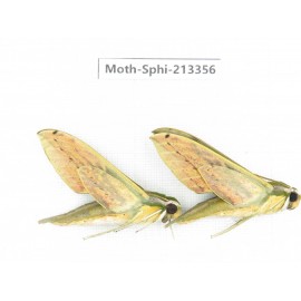 Sphingidae sp. China, Yunnan, Zhaotong area, Yiliang county. 2Pcs. Moth-Sphi-213356.