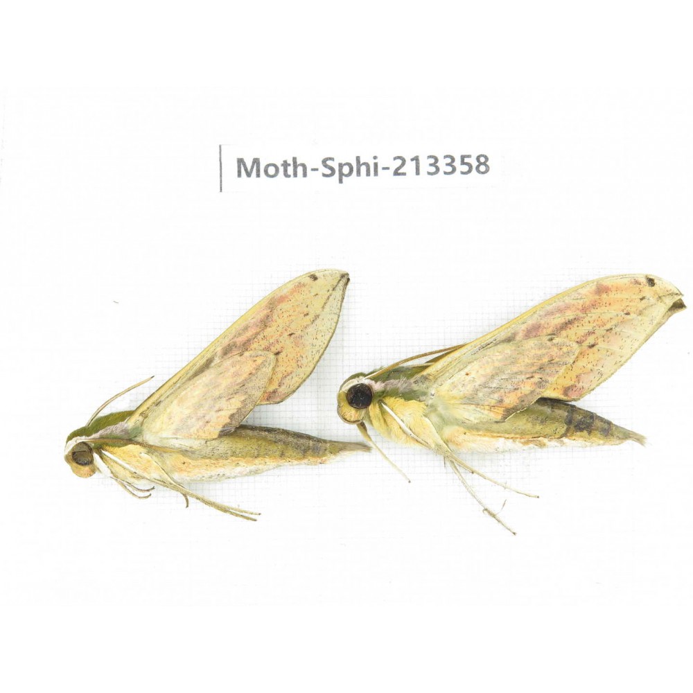 Sphingidae sp. China, Yunnan, Zhaotong area, Yiliang county. 2Pcs. Moth-Sphi-213358.