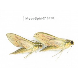Sphingidae sp. China, Yunnan, Zhaotong area, Yiliang county. 2Pcs. Moth-Sphi-213358.