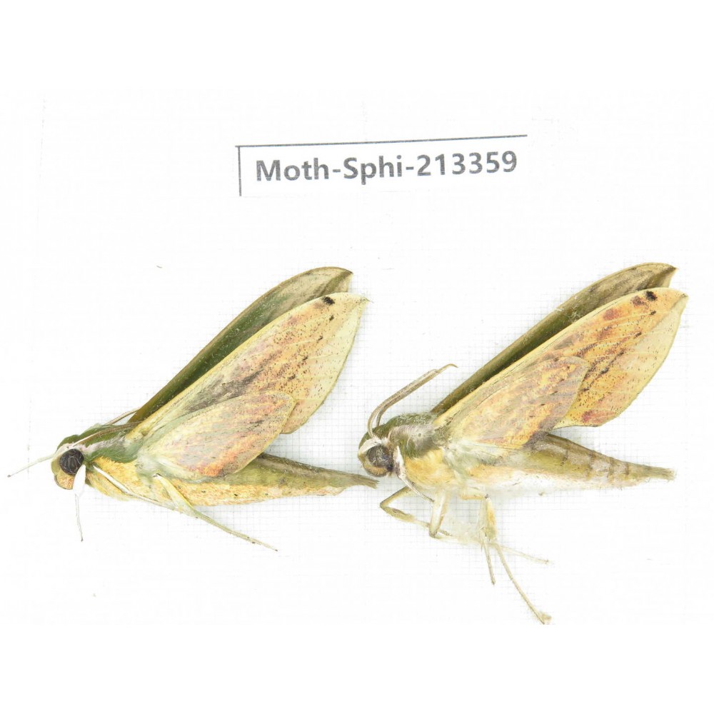 Sphingidae sp. China, Yunnan, Zhaotong area, Yiliang county. 2Pcs. Moth-Sphi-213359.