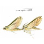 Sphingidae sp. China, Yunnan, Zhaotong area, Yiliang county. 2Pcs. Moth-Sphi-213359.