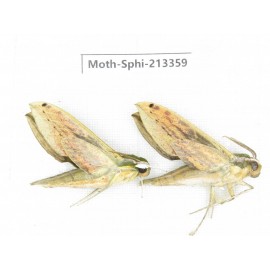 Sphingidae sp. China, Yunnan, Zhaotong area, Yiliang county. 2Pcs. Moth-Sphi-213359.