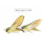 Sphingidae sp. China, Yunnan, Zhaotong area, Yiliang county. 2Pcs. Moth-Sphi-213360.