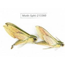 Sphingidae sp. China, Yunnan, Zhaotong area, Yiliang county. 2Pcs. Moth-Sphi-213360.