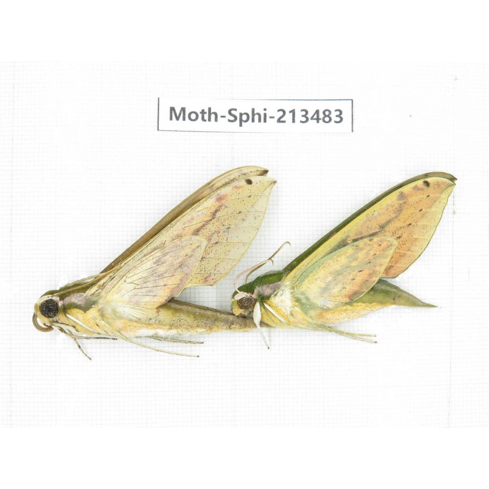 Sphingidae sp. China, Yunnan, Zhaotong area, Yiliang county. 2Pcs. Moth-Sphi-213483.