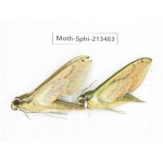 Sphingidae sp. China, Yunnan, Zhaotong area, Yiliang county. 2Pcs. Moth-Sphi-213483.