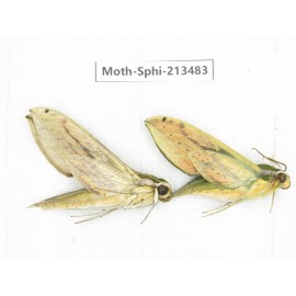 Sphingidae sp. China, Yunnan, Zhaotong area, Yiliang county. 2Pcs. Moth-Sphi-213483.