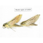 Sphingidae sp. China, Yunnan, Zhaotong area, Yiliang county. 2Pcs. Moth-Sphi-213484.
