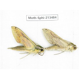 Sphingidae sp. China, Yunnan, Zhaotong area, Yiliang county. 2Pcs. Moth-Sphi-213484.