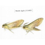 Sphingidae sp. China, Yunnan, Zhaotong area, Yiliang county. 2Pcs. Moth-Sphi-213485.