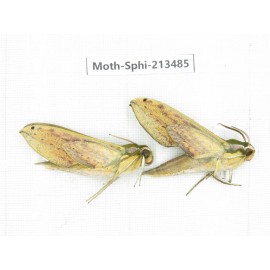 Sphingidae sp. China, Yunnan, Zhaotong area, Yiliang county. 2Pcs. Moth-Sphi-213485.