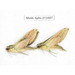 Sphingidae sp. China, Yunnan, Zhaotong area, Yiliang county. 2Pcs. Moth-Sphi-213487.