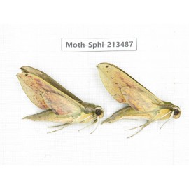 Sphingidae sp. China, Yunnan, Zhaotong area, Yiliang county. 2Pcs. Moth-Sphi-213487.