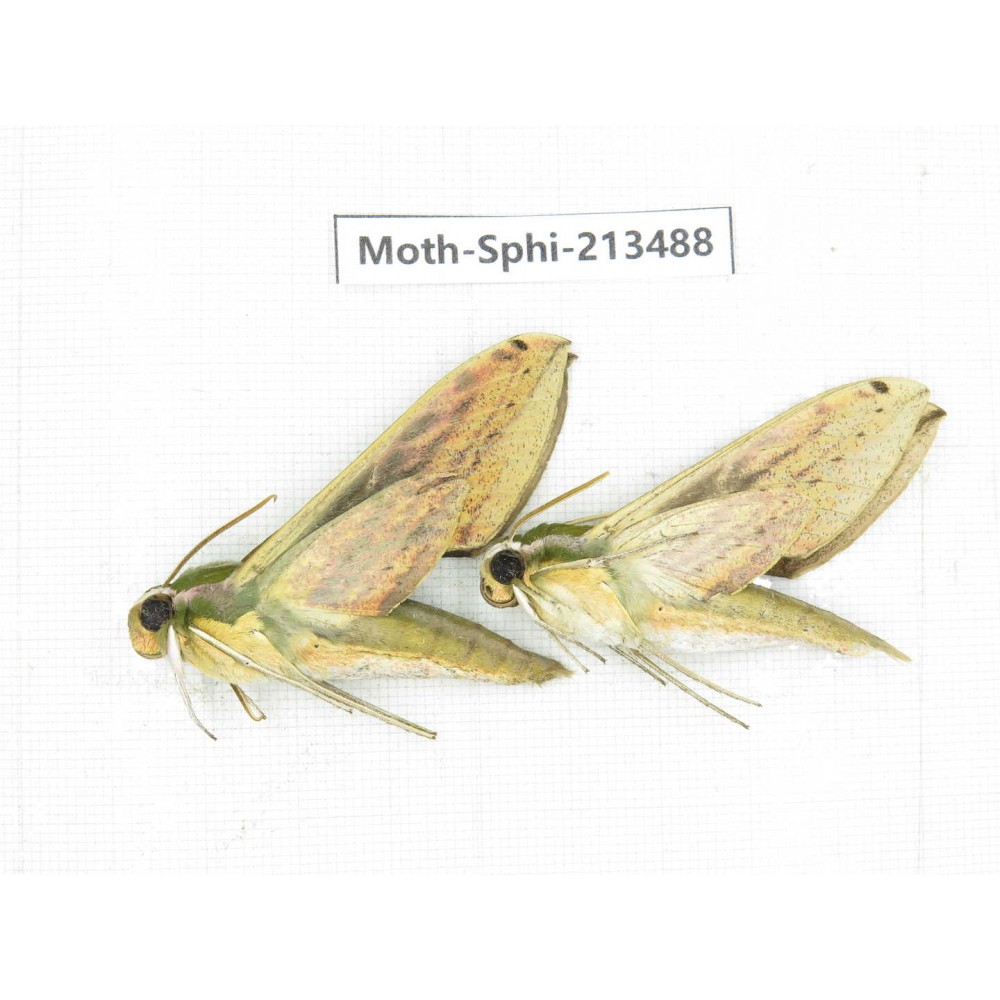 Sphingidae sp. China, Yunnan, Zhaotong area, Yiliang county. 2Pcs. Moth-Sphi-213488.