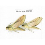 Sphingidae sp. China, Yunnan, Zhaotong area, Yiliang county. 2Pcs. Moth-Sphi-213488.
