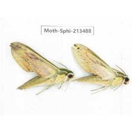 Sphingidae sp. China, Yunnan, Zhaotong area, Yiliang county. 2Pcs. Moth-Sphi-213488.