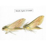 Sphingidae sp. China, Yunnan, Zhaotong area, Yiliang county. 2Pcs. Moth-Sphi-213489.
