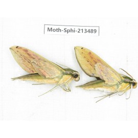 Sphingidae sp. China, Yunnan, Zhaotong area, Yiliang county. 2Pcs. Moth-Sphi-213489.