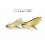 Sphingidae sp. China, Yunnan, Zhaotong area, Yiliang county. 2Pcs. Moth-Sphi-213490.