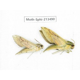 Sphingidae sp. China, Yunnan, Zhaotong area, Yiliang county. 2Pcs. Moth-Sphi-213490.