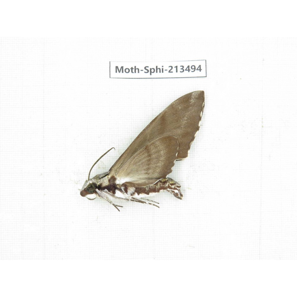 Sphingidae sp. China, Yunnan, Zhaotong area, Yiliang county. 1Pcs. Moth-Sphi-213494.