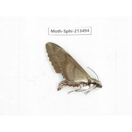 Sphingidae sp. China, Yunnan, Zhaotong area, Yiliang county. 1Pcs. Moth-Sphi-213494.
