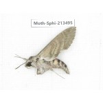 Sphingidae sp. China, Yunnan, Zhaotong area, Yiliang county. 1Pcs. Moth-Sphi-213495.