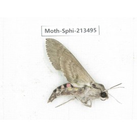 Sphingidae sp. China, Yunnan, Zhaotong area, Yiliang county. 1Pcs. Moth-Sphi-213495.