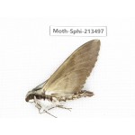 Sphingidae sp. China, Yunnan, Zhaotong area, Yiliang county. 1Pcs. Moth-Sphi-213497.