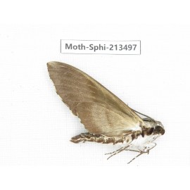 Sphingidae sp. China, Yunnan, Zhaotong area, Yiliang county. 1Pcs. Moth-Sphi-213497.