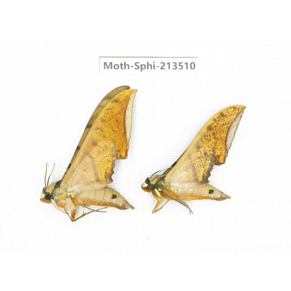 Sphingidae sp. China, Yunnan, Zhaotong area, Yiliang county. 2Pcs. Moth-Sphi-213510.