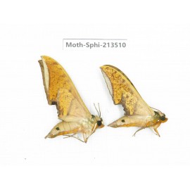 Sphingidae sp. China, Yunnan, Zhaotong area, Yiliang county. 2Pcs. Moth-Sphi-213510.