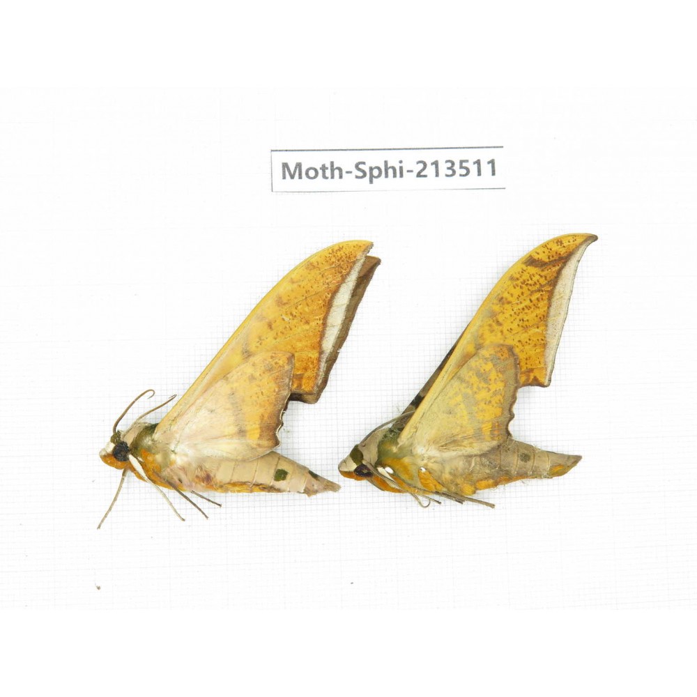 Sphingidae sp. China, Yunnan, Zhaotong area, Yiliang county. 2Pcs. Moth-Sphi-213511.