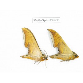 Sphingidae sp. China, Yunnan, Zhaotong area, Yiliang county. 2Pcs. Moth-Sphi-213511.
