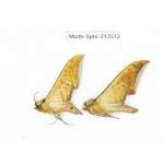 Sphingidae sp. China, Yunnan, Zhaotong area, Yiliang county. 2Pcs. Moth-Sphi-213512.