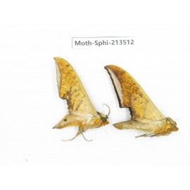 Sphingidae sp. China, Yunnan, Zhaotong area, Yiliang county. 2Pcs. Moth-Sphi-213512.